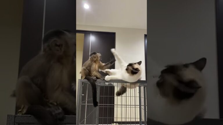 【猿VS猫】#フサオマキザル#フサオ#フサオマキザルのチュッチュ#チュッチュ#Tuftedcapuchin#猿好き#フサオマキザル好き#YUfamチャンネル#ラグドール#猫好き#ラグドールのおでん