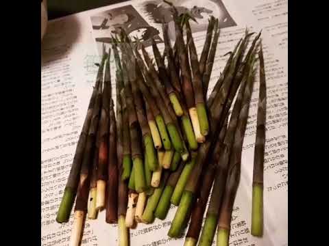 たけのこ(笹竹)ご飯ができるまで