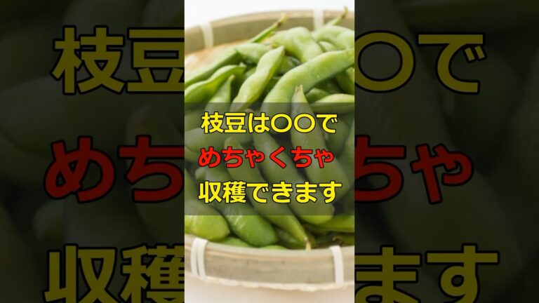 枝豆の収穫量を上げる方法！ #shorts  #家庭菜園 #野菜 #農業 #枝豆 #摘芯