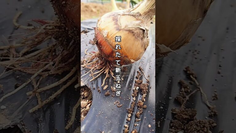 【春限定】採れたて新玉ねぎで作る絶品甘々オニオンスープ#shorts #家庭菜園 #新たまねぎ #オニオンスープ
