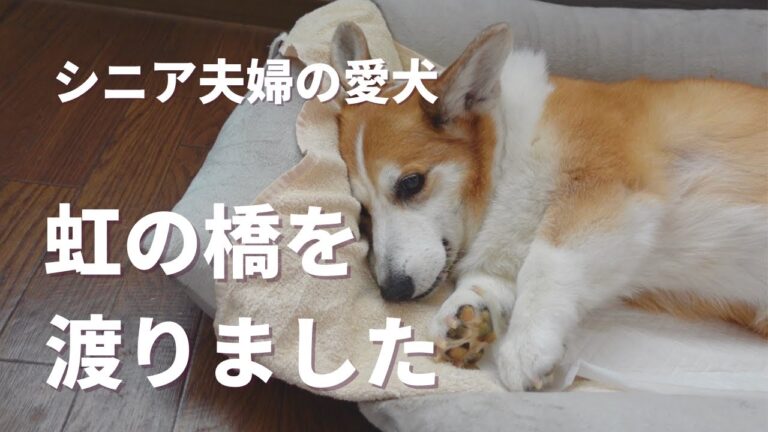 【お知らせ】マロが虹の橋を渡りました