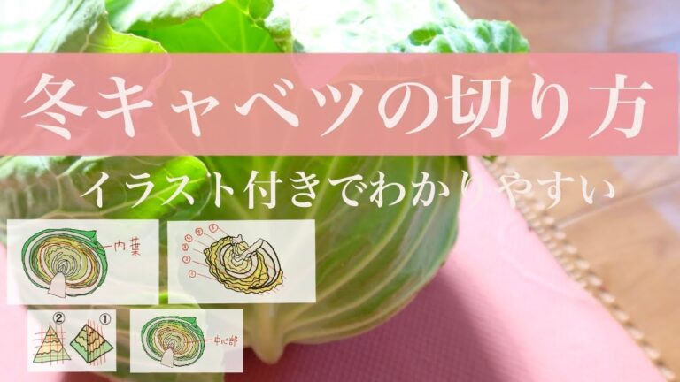 【冬キャベツの切り方】部位別の特徴をおさえると保存しやすく調理しやすくなります♪