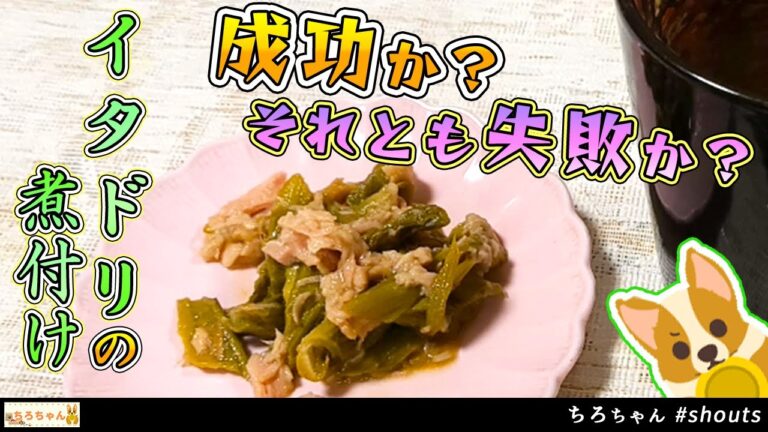 ちろちゃんのあたふたクッキング 我が家と異なるいたどり料理に挑戦してみた。４K＃shorts