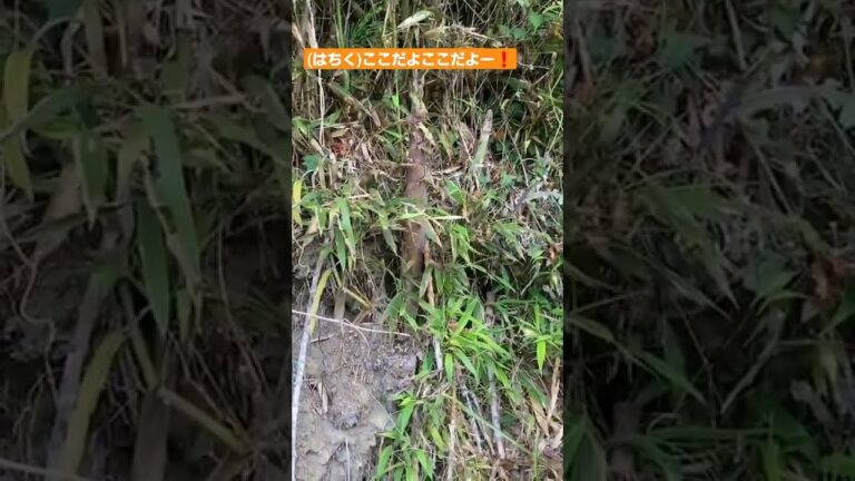 ばあちゃん家の旬の淡竹(はちく) (娘作) #Shorts#淡竹#たけのこ