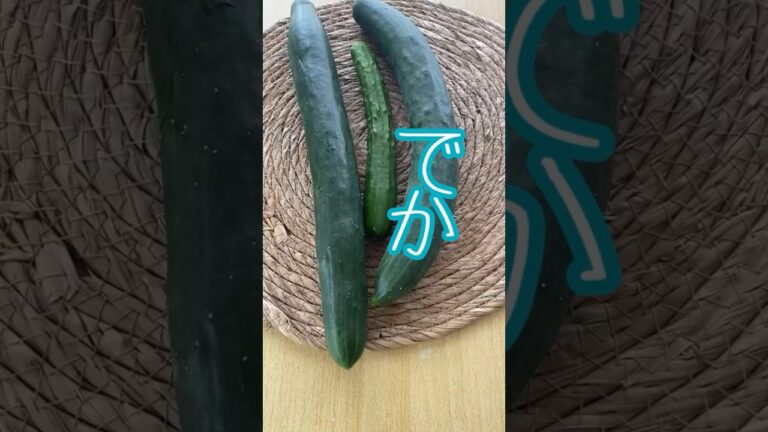 でかすぎるきゅうりをいただいたのでキューちゃんみたいなやつを作りました醤油50ml砂糖大さじ2酢大さじ1生姜チューブ1センチ（または生姜1カケ）#shorts