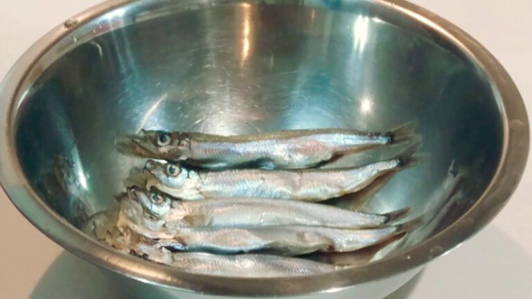 【青空めし.6】野外でししゃもの唐揚げを激しく揚げて楽しむ【キャンプ飯】【揚げ物】【飯テロ】