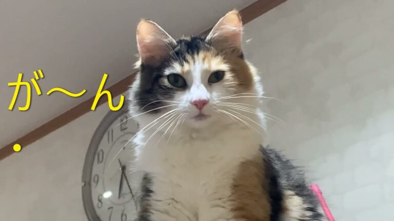 えっ！こんな短時間で！・・時間をかけて煮込んだカレーみたい・・野菜の水分だけでつくる、素材のうまみが溶け込んだ「薬膳風野菜たっぷりカレー」を電子圧力鍋でつくります。