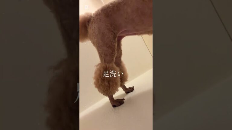 唐揚げチューリップ🍗#トイプー #散歩 #からあげ #シャワー  #食べれないよ#かわいい #親ばか #shorts