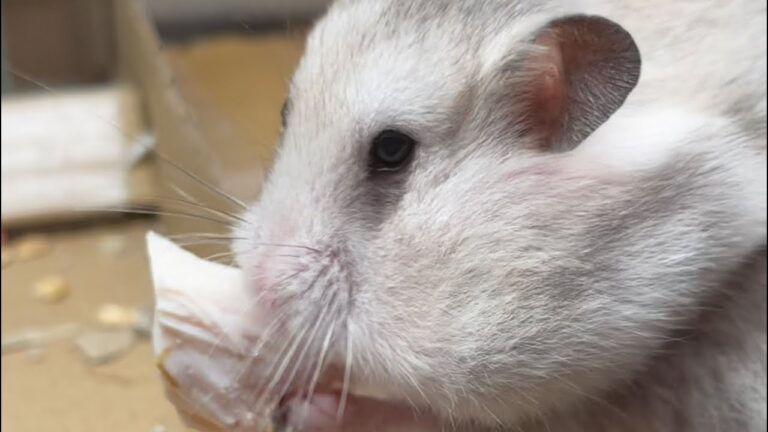 生まれて初めての低音調理の鶏ササミ肉は美味いらしい（音楽字幕なし）