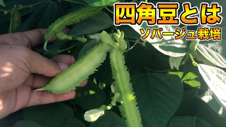 【うりずん豆】四角豆（シカクマメ）の特徴，育て方，栽培方法【放任ソバージュ栽培】