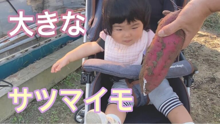ばあちゃんの畑でサツマイモとナスを収穫！３歳の息子がお手伝い