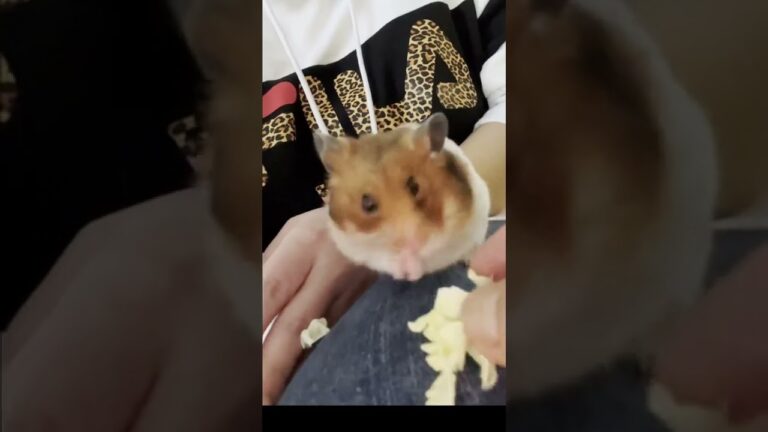 【無限キャベツ】#ハムスター