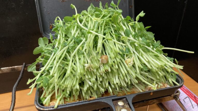 豆苗マシマシマシマシ豚ロースの生姜焼きをアイリッシュハイボールでキメるだけの動画