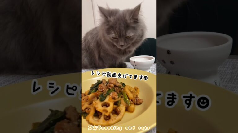 ケチャップ麻婆れんこんin小松菜with cats