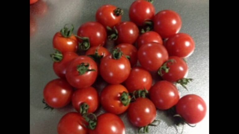 ベジタリアン 栄養たっぷりトマトスープレシピに最適 ! 旨み抜群の完熟・無農薬トマト・ミニトマト｜西洋野菜とかち農園 北海道十勝 Tomato Mail order.