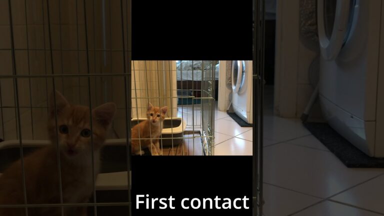 子猫と先住猫の初対面〜二匹の仲はどうなるのか?! /くるとら日記