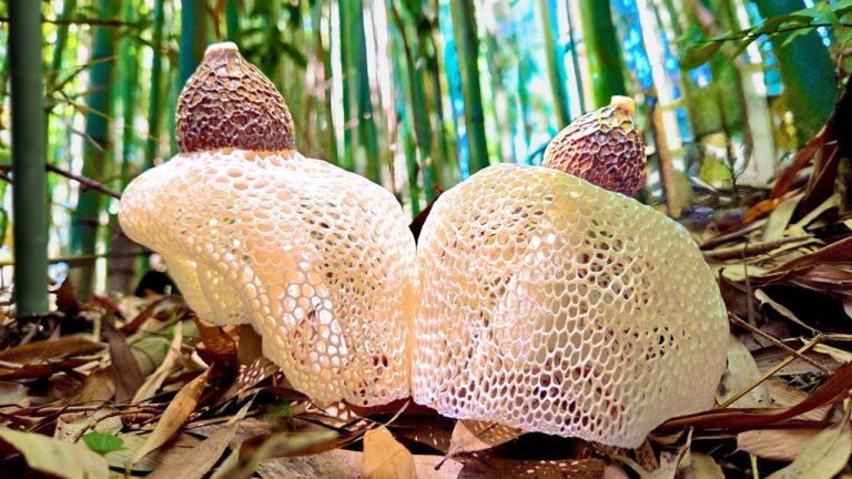 幻の超高級キノコを大量発見！○○スープにしたらヤバ過ぎた・・・