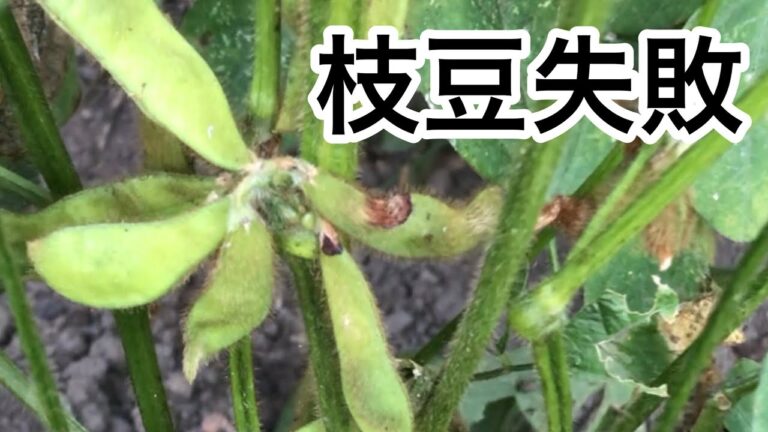 【枝豆全滅】鞘が膨らみません！根粒菌　えだまめ有機栽培　緑肥