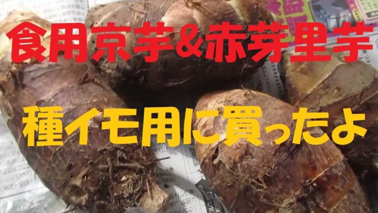 食用の京芋と赤芽芋を種イモにする