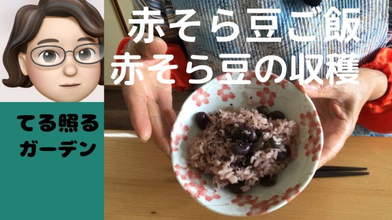 赤そら豆ご飯と赤そら豆の収穫