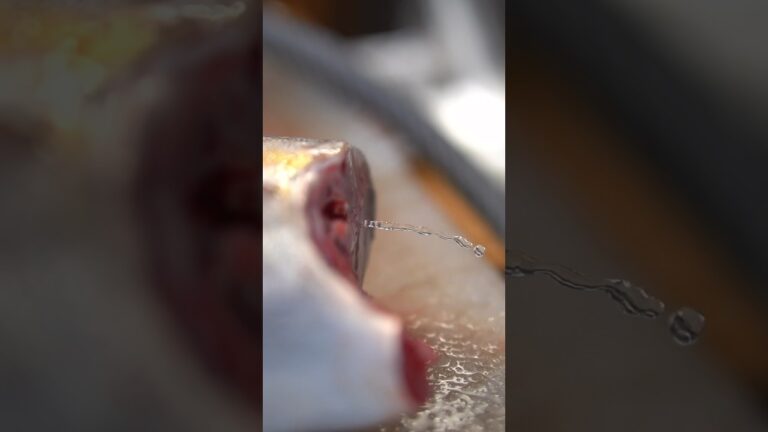 【血抜き→脱水→熟成】釣れた魚を捌いてねっとり旨うま食感に♪