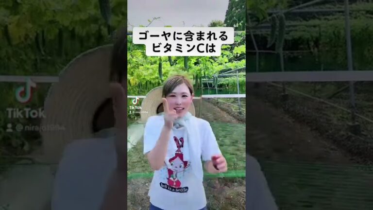 ばーちゃんのゴーヤの酢漬けが美味しいんよなぁ〜。後で作り方聞いとこっ！#ゴーヤ#農家