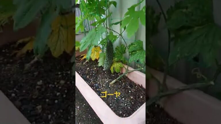 ゴーヤが大きくなってきました😂