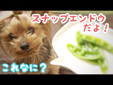 スナップエンドウ筋取りして茹でるだけで簡単犬のおやつになったよ！