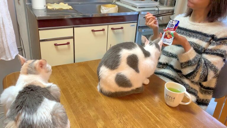動物実験 猫が５匹いる部屋でサバ味噌食べるとこうなる。ぼっち飯