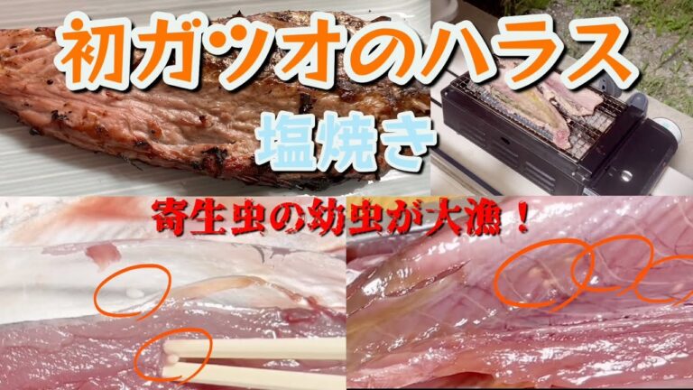 【初ガツオ】魚の中でも1番脂が乗っているハラスを塩焼きにして食べてみました！寄生虫がいっぱい！
