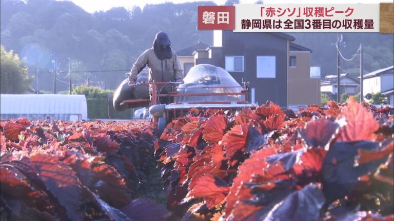 赤シソの収穫ピークに　ポリフェノールが多く含まれふりかけの材料に
