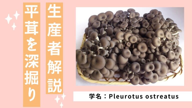 【生産者解説】きのこの中で一番美味い！？平茸を深掘り解説
