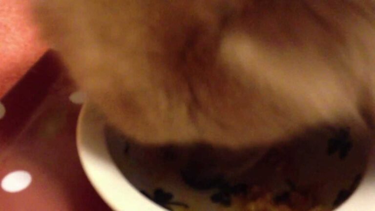 犬めし【わんごはん日記】かぼちゃのそぼろあん