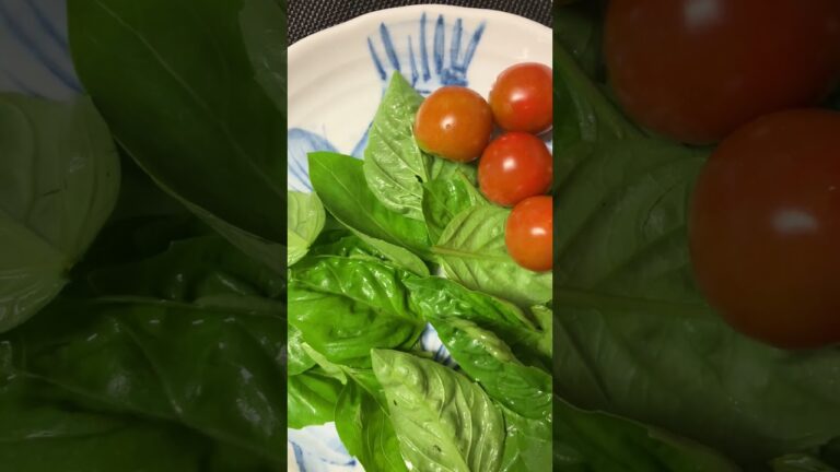 QUICK COOK ☆バジルサラダ☆新鮮野菜を食す salad with vegetables( basil, tomato and onion ) from farm 23.06.28