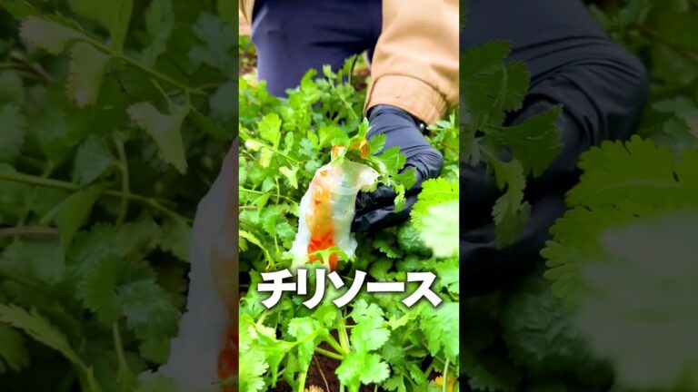 直食い生春巻きパクチー最高ぅ〜♪ #shorts