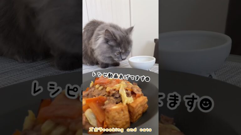 厚揚げとキャベツの豚味噌炒めwith cats