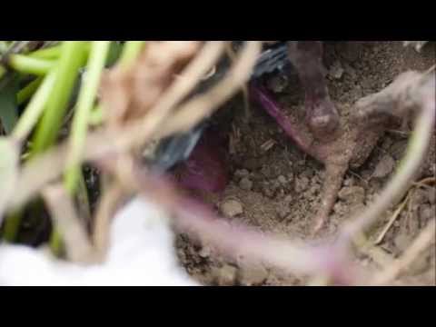 名古屋名物 鬼まんじゅう 「おいもさん」 【千種の菊里松月】