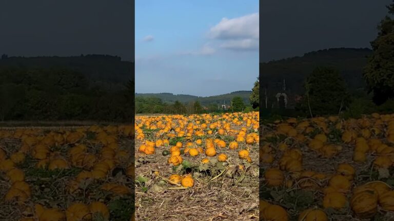 Giant German pumpkin patch, big ripe round orange fall pumpkins | Kürbisse Zeit Herbst