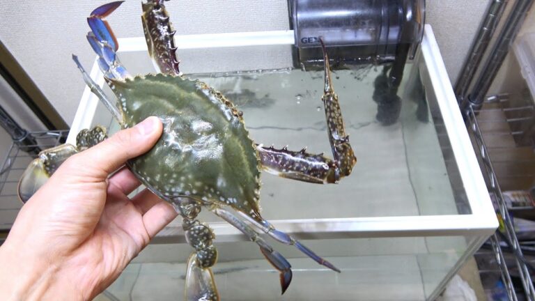 スーパーで売られていた瀕死のカニを水槽に入れると...