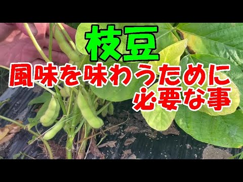 「枝豆」取り遅れないように収穫しましょう！NO650（2023.7.7）