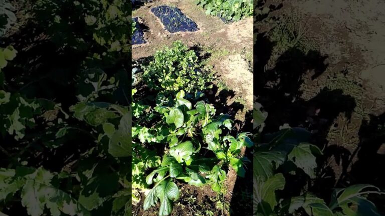 聖護院カブ、採ってもよいぐらいの大きさです