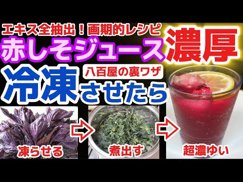 赤しそを冷凍して煮出すと緑色になる!?エキス全抽出できます【赤シソ濃厚ジュース】八百屋の裏ワザレシピ‼赤紫蘇の栄養まるごと‼・大葉・下処理・アク抜き・下ごしらえ・作り方・アレンジ・一番人気・保存方法