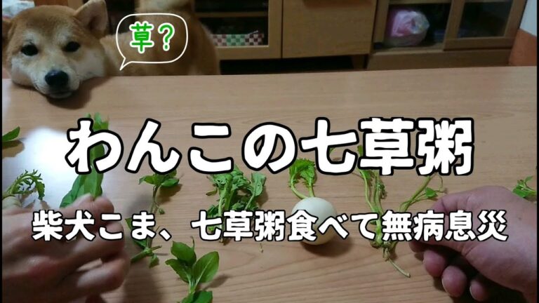 柴犬こま犬用七草粥で無病息災ーshiba inu【柴犬こま】