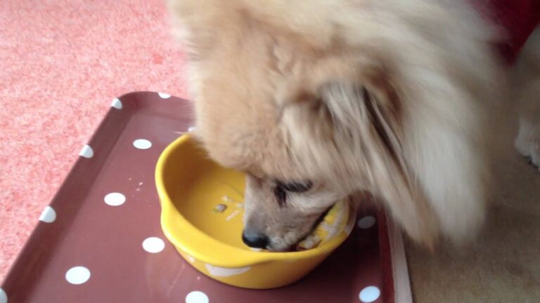 犬めし【わんごはん日記】どど～んと月見おじや