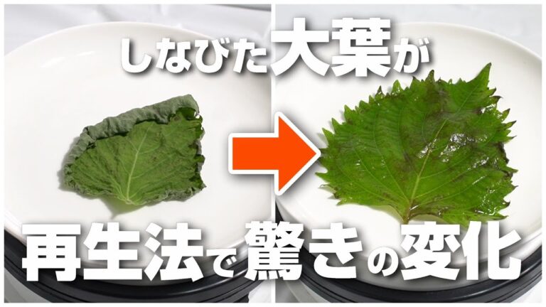 しなびた大葉（青じそ）が本当に元通りになるの？、復活術、再生術を実践します