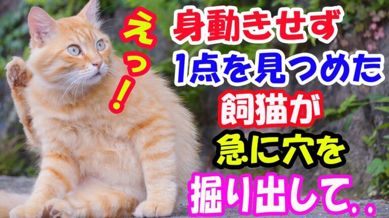 「えっ！」という感じで猫が驚いて何もない所を見ていた!? 身動きせずに1点を見つめた猫が急に穴を掘りだして..【猫の不思議な話】【朗読】
