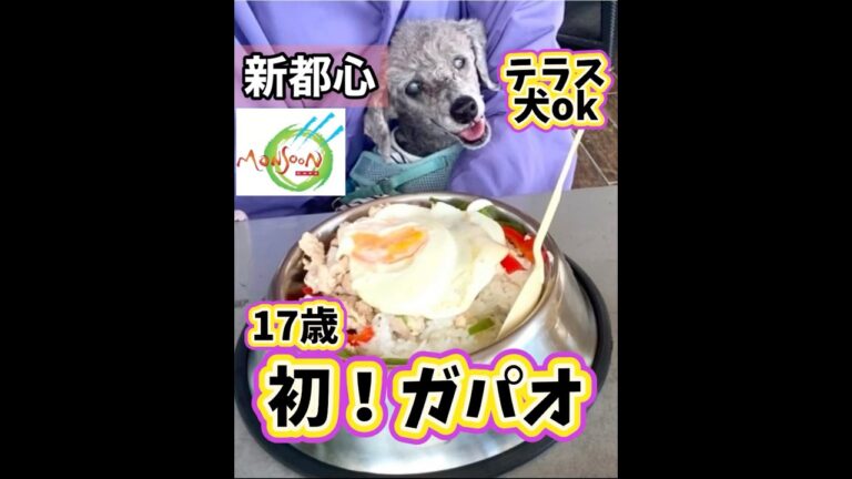 【埼玉・さいたま新都心】17歳コテツ初ガパオ🍳犬と一緒に本格エスニック【テラス席ペットok】