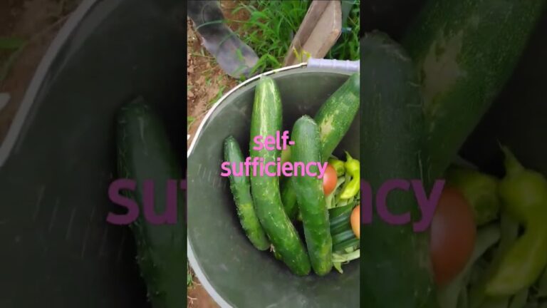 大きくなりすぎたキュウリ　古漬けに　皮と種をとり冬瓜の代わりにも　grown too much　#自給自足　#ダイソー種　#キュウリ