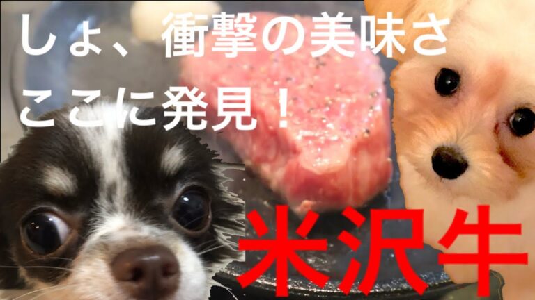 【山形県】今夜もごちそう！『米沢牛』『初孫』参上！Japanese wagyu sake