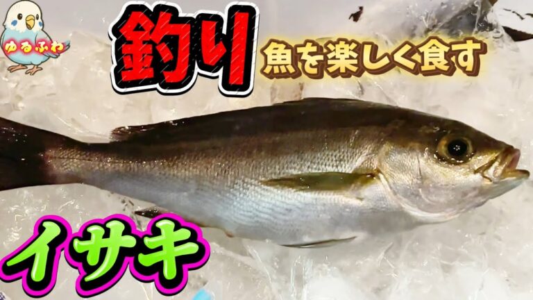 釣り人からの贈り物で和食三昧！イサキ＆カサゴ料理